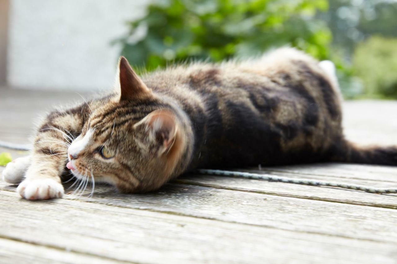 メレReiterhof Zwei Lindenアパートメント エクステリア 写真